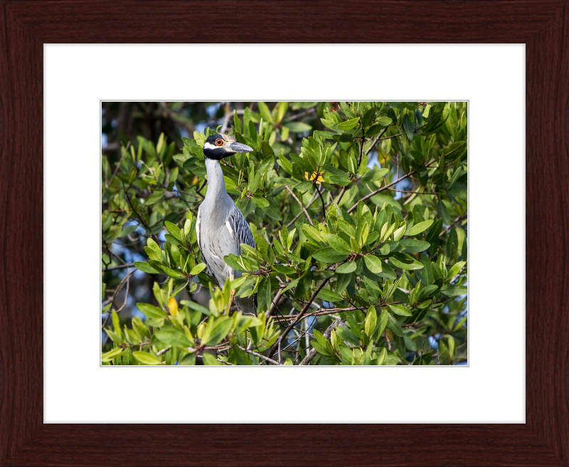 Yellow Crowned Night Heron in la Manzanilla Mexico - Great Pictures Framed