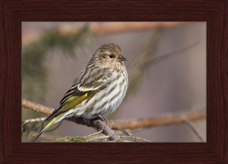 Grey-Brown Pine Siskin - Great Pictures Framed