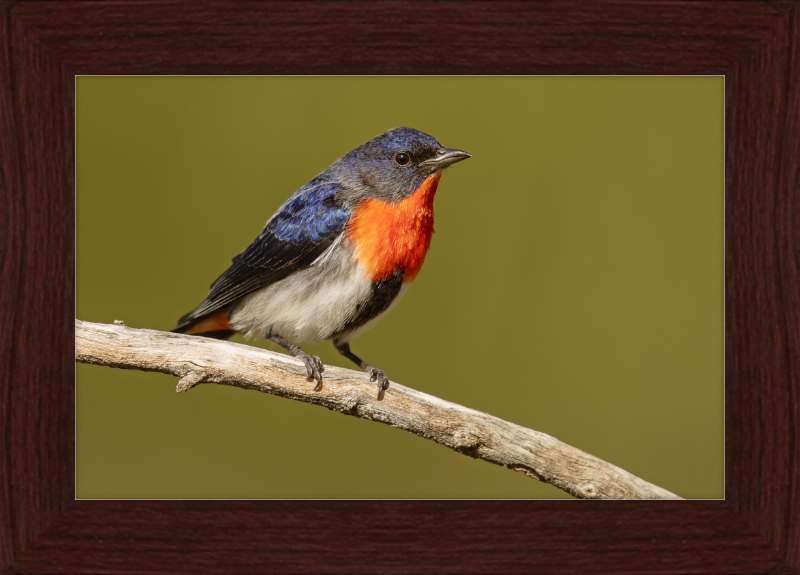 Mistletoebird - Round Hill Nature Reserve - Great Pictures Framed