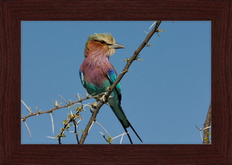 The Lilac-Breasted Roller - Great Pictures Framed