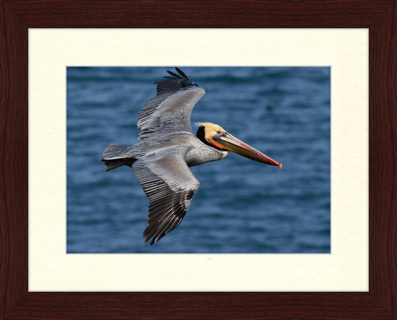 Brown Pelican in Bodega Bay - Great Pictures Framed