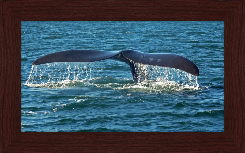 Southern Right Whale Caudal Fin - Great Pictures Framed