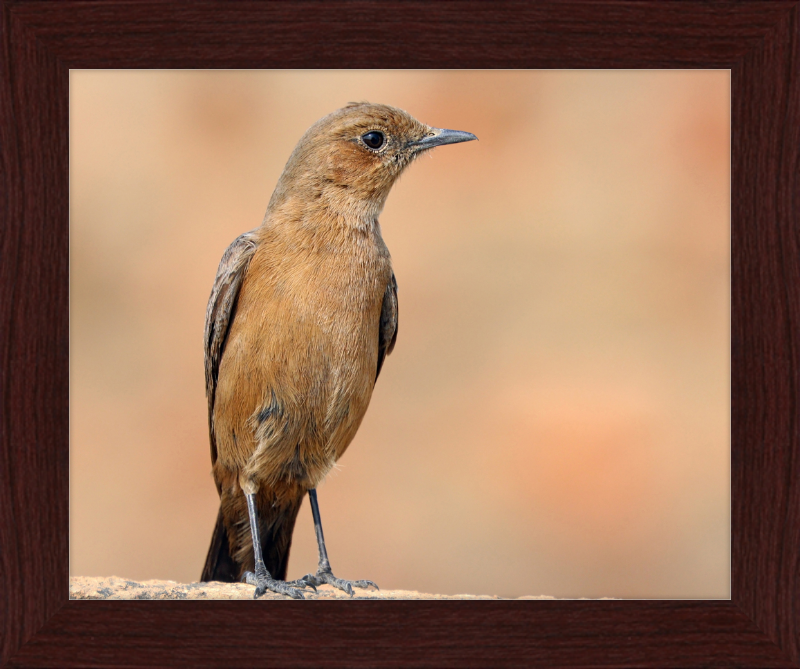 The Brown Rock Chat (Oenanthe fusca) - Great Pictures Framed