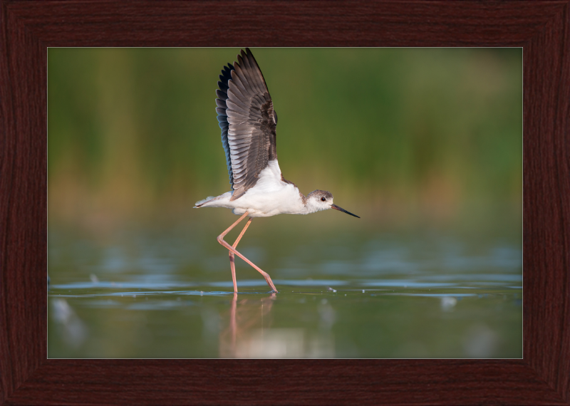 A Young Long-Legged Wader in the Danube Delta - Great Pictures Framed