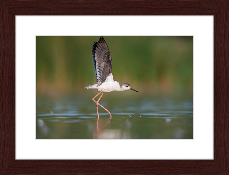 A Young Long-Legged Wader in the Danube Delta - Great Pictures Framed