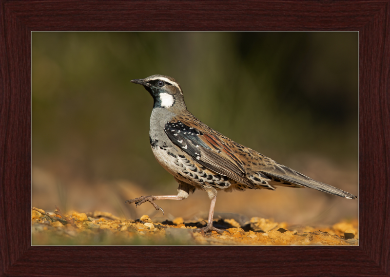 Spotted Quail-thrush Male - Blackheath - Great Pictures Framed