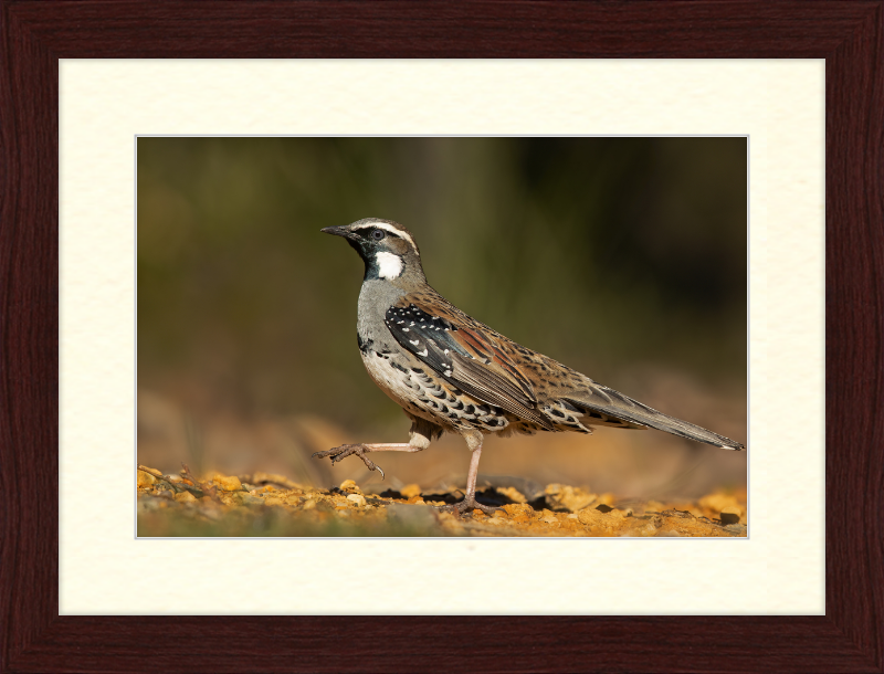 Spotted Quail-thrush Male - Blackheath - Great Pictures Framed