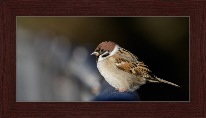 Eurasian Tree Sparrow at Tennajji Park in Osaka - Great Pictures Framed