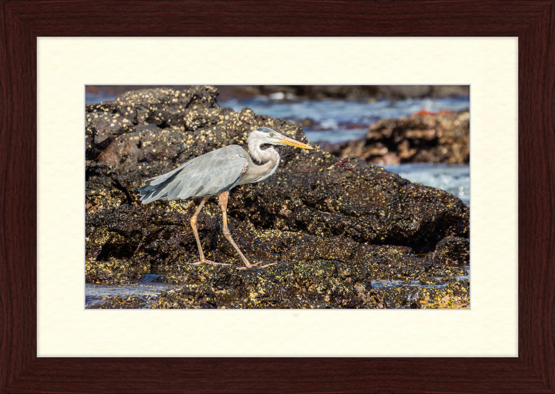 Great Blue Heron (Ardea herodias) - Great Pictures Framed