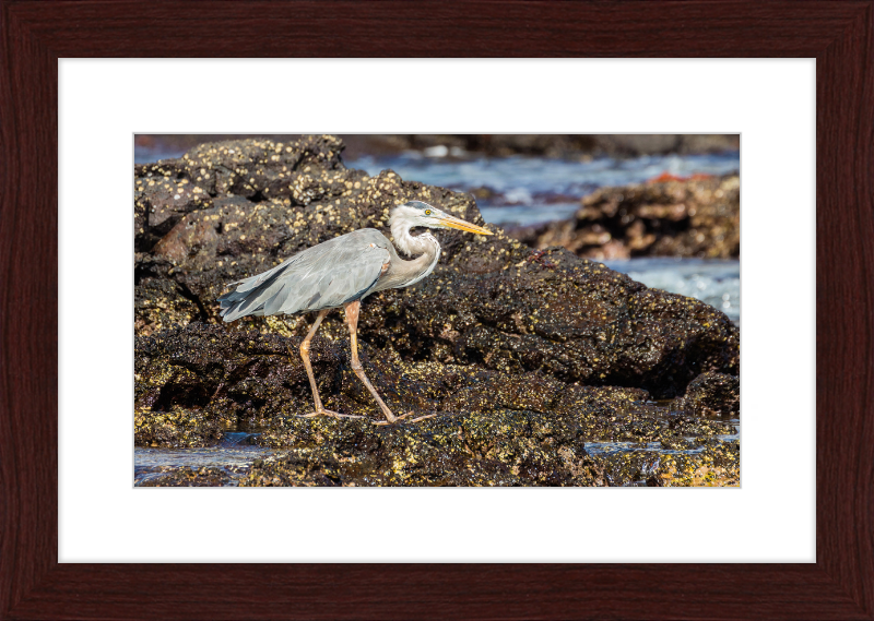 Great Blue Heron (Ardea herodias) - Great Pictures Framed