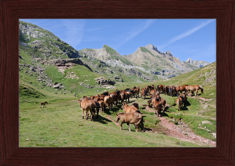 Free-Roaming Horses in the Pyrenees - Great Pictures Framed