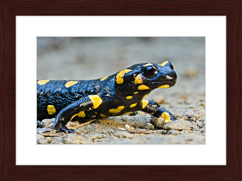 Fire salamander - Great Pictures Framed
