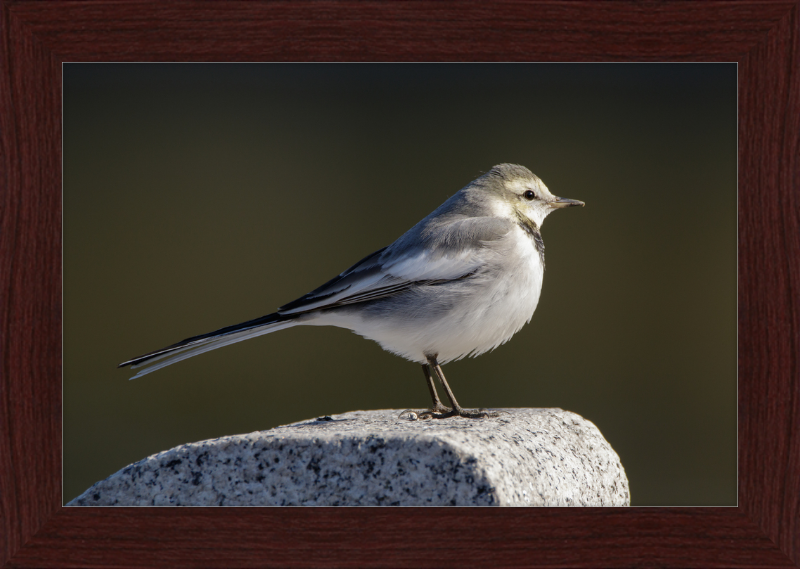 Japanese Pied Wagtail in Sakai, Osaka - Great Pictures Framed