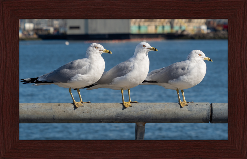 Ring-billed Gulls in Red Hook - Great Pictures Framed