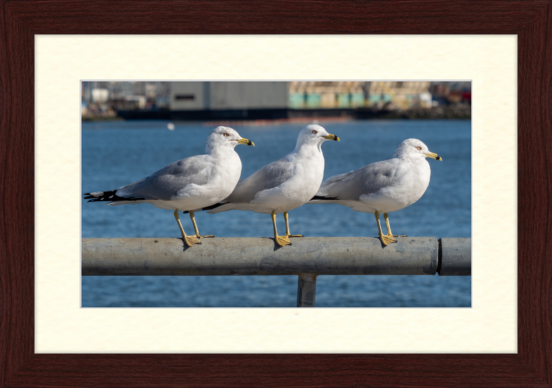 Ring-billed Gulls in Red Hook - Great Pictures Framed
