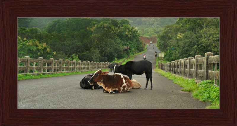 Cows on the Anjarle Bridge - Great Pictures Framed