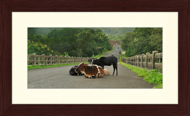 Cows on the Anjarle Bridge - Great Pictures Framed