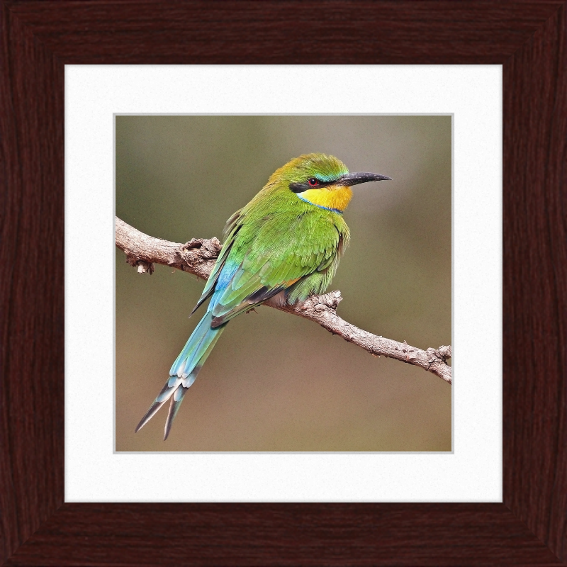 Swallow-tailed Bee-eater - Great Pictures Framed