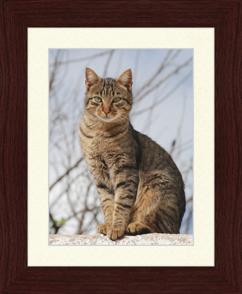 American Shorthair Mix - Great Pictures Framed