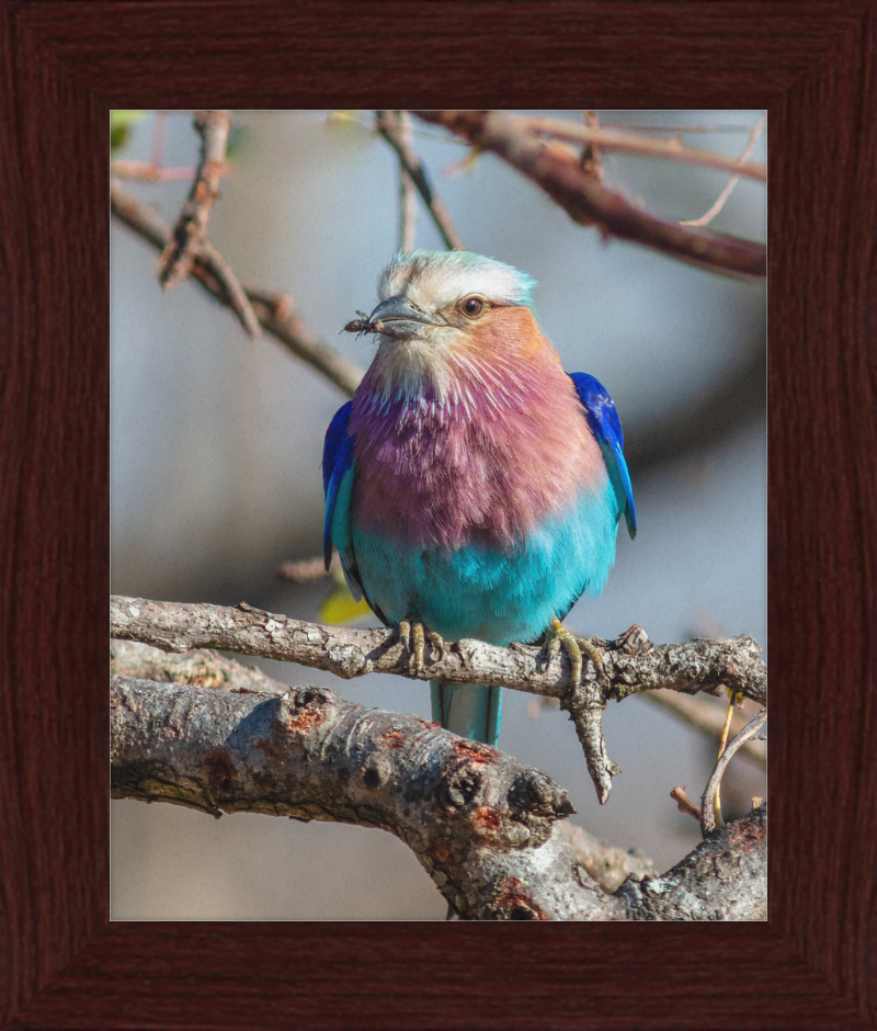 A Lilac-Breasted Roller - Great Pictures Framed