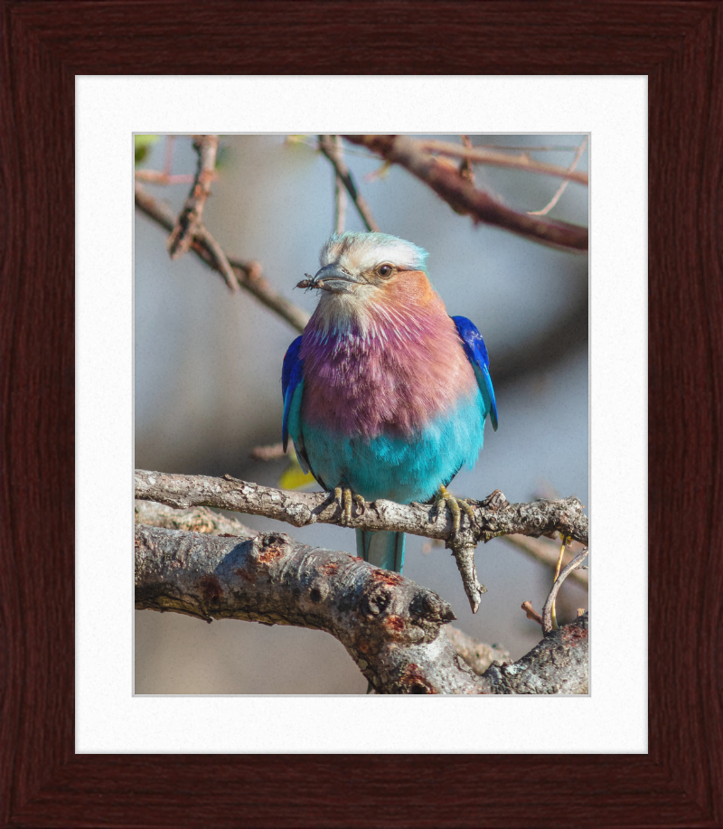 A Lilac-Breasted Roller - Great Pictures Framed