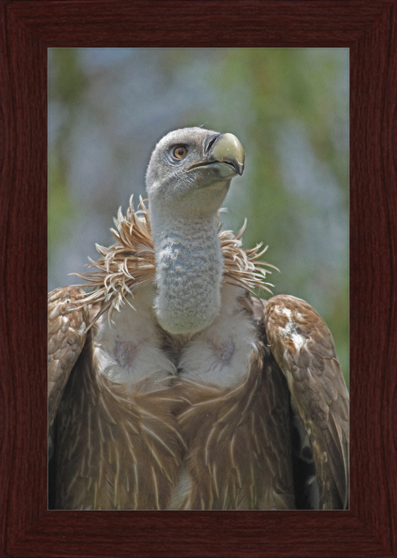 Gyps Fulvus - Great Pictures Framed