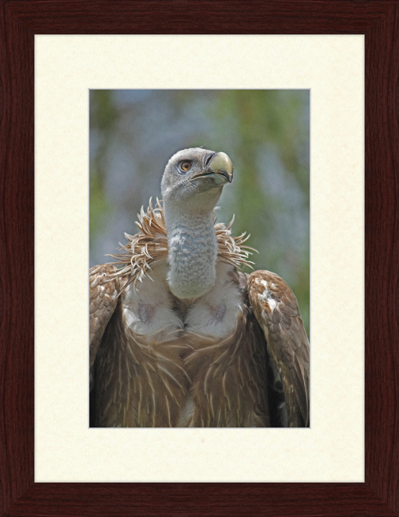 Gyps Fulvus - Great Pictures Framed