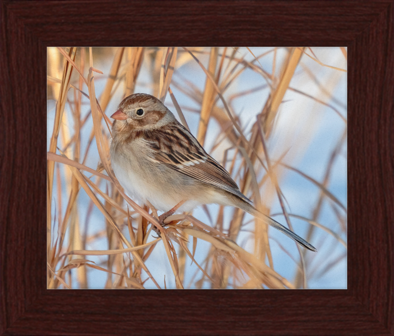 Field Sparrow - Great Pictures Framed