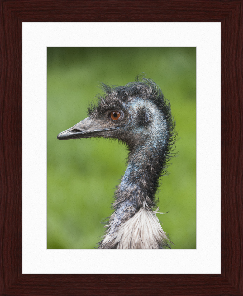 Dromaius Novaehollandiae in the Battersea Park Children's Zoo - Great Pictures Framed