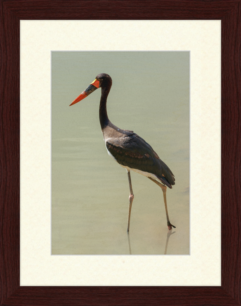 The Senegal Saddle-billed Stork at Résèrve Africaine de Sigean - Great Pictures Framed