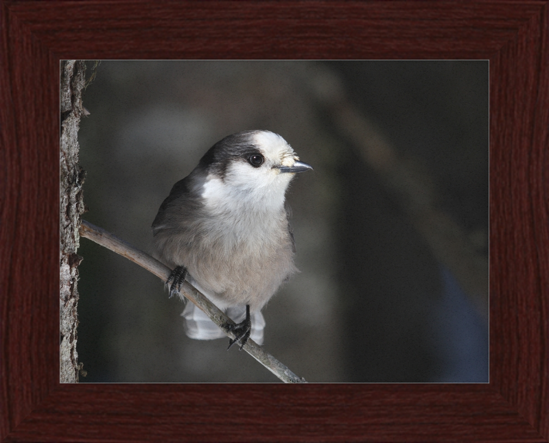 Perisoreus canadensis mercier - Great Pictures Framed