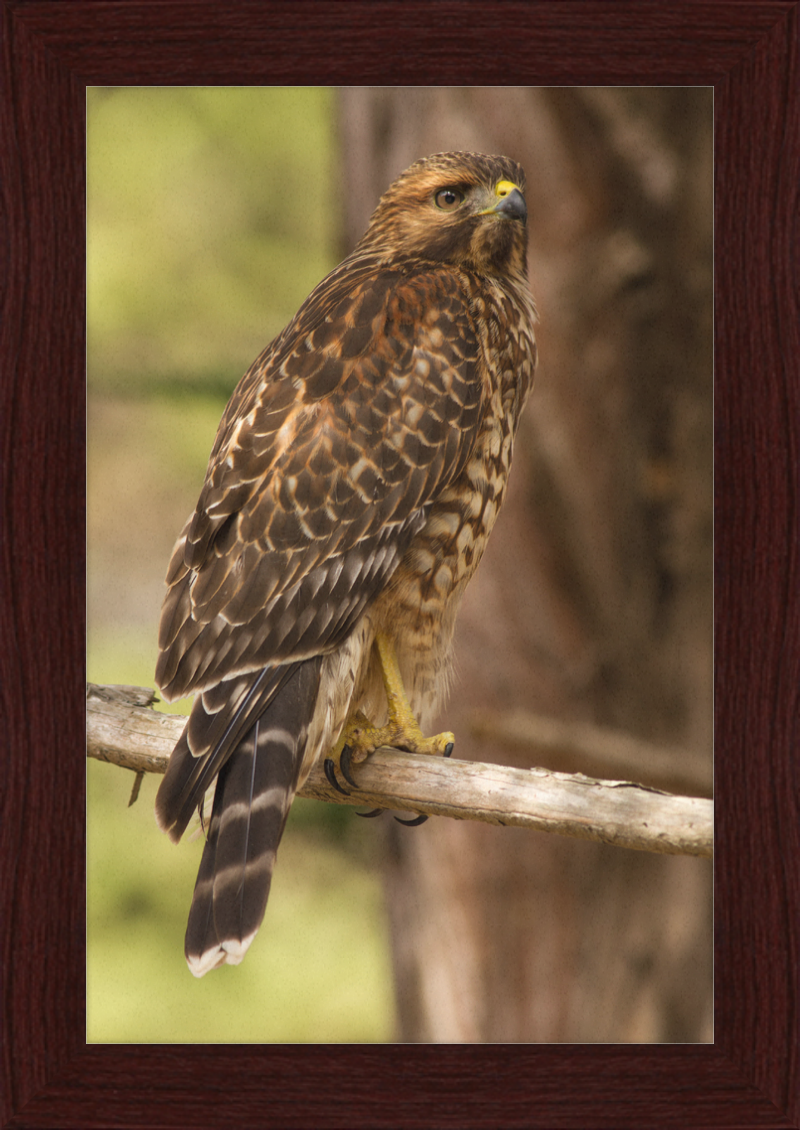 Juvenile Buteo Lineatus Elegans in the Presidio - Great Pictures Framed