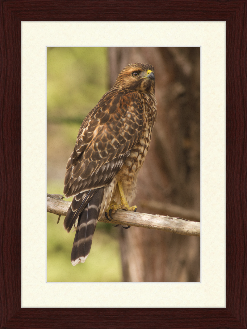 Juvenile Buteo Lineatus Elegans in the Presidio - Great Pictures Framed