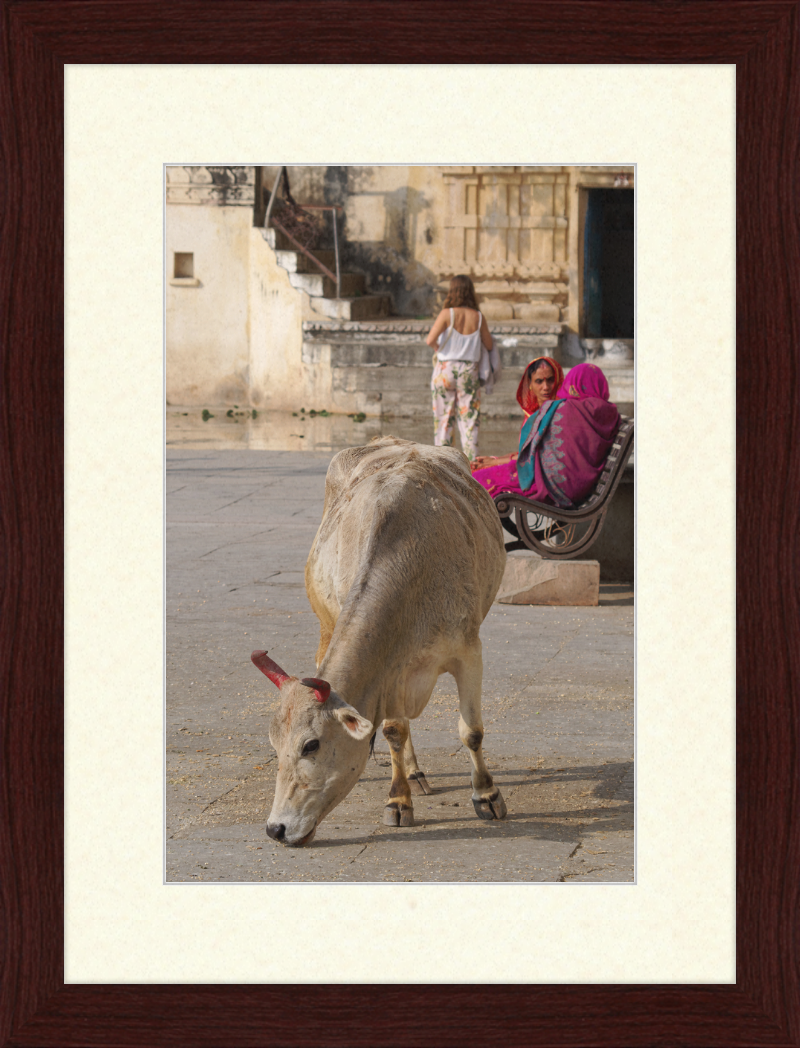 A cow on a Street of Udaipur, India - Great Pictures Framed
