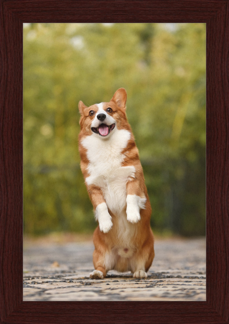 Welsh Corgi Puppy - Great Pictures Framed