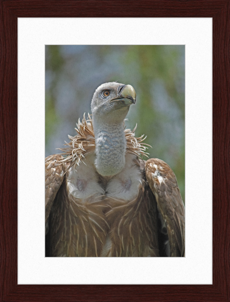 Gyps Fulvus - Great Pictures Framed