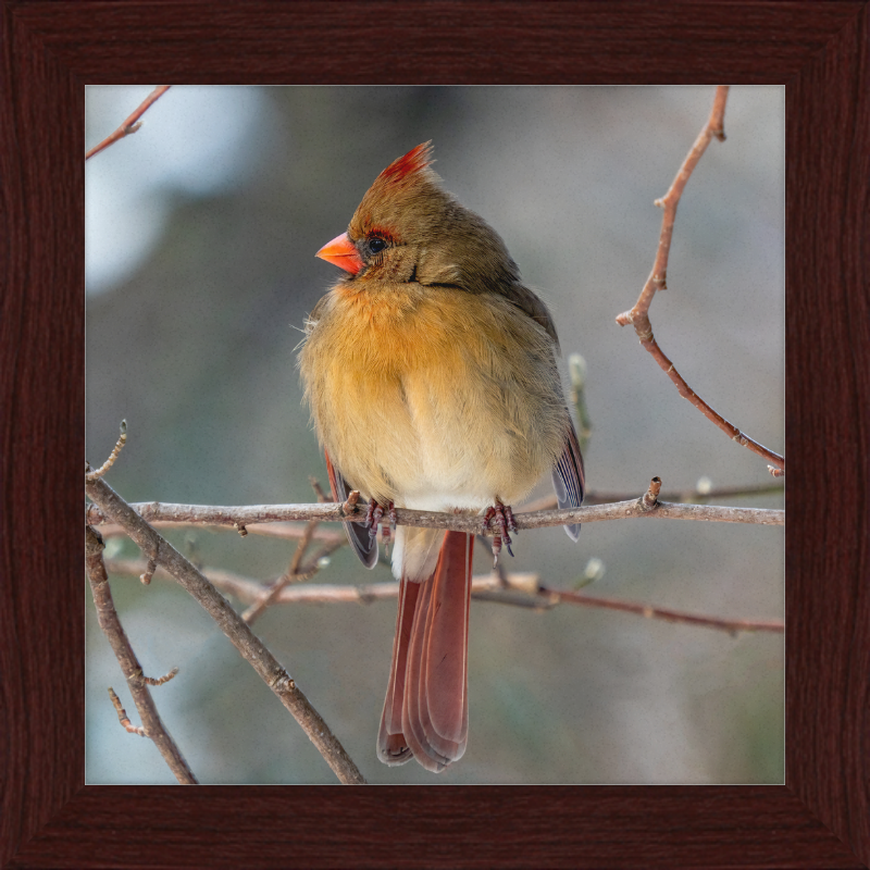 A Northern Cardinal (Female) - Great Pictures Framed