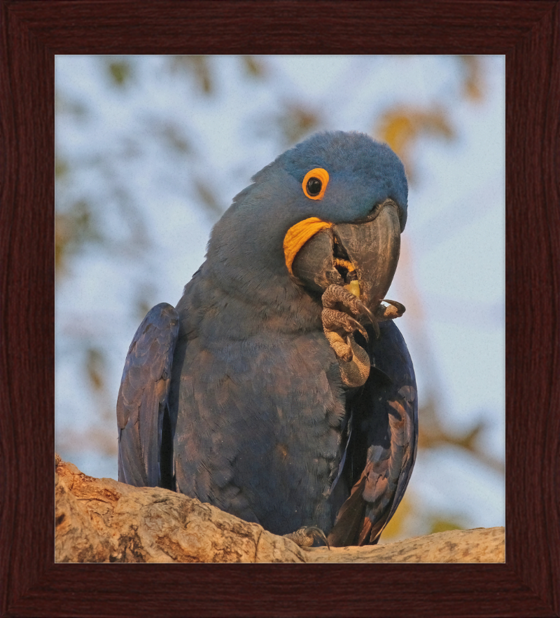 Hyacinth Macaw (Anodorhynchus Hyacinthinus) - Great Pictures Framed