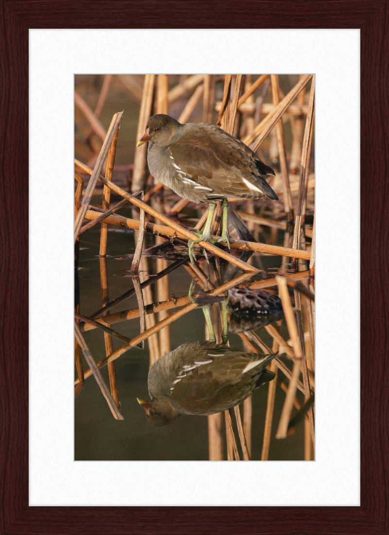 Common Moorhen in Suita, Osaka, Japan - Great Pictures Framed