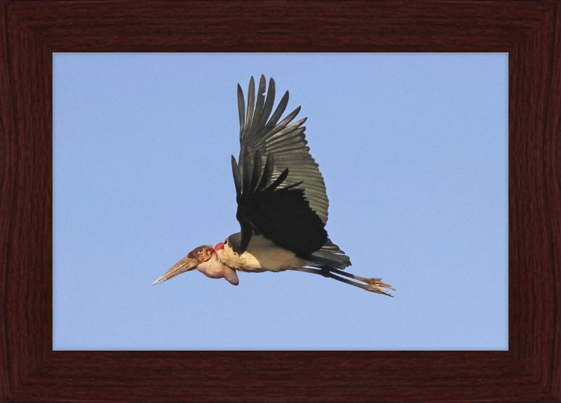 Marabou Stork (Leptoptilos crumenifer) in Flight - Great Pictures Framed