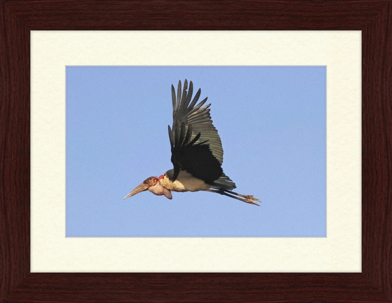 Marabou Stork (Leptoptilos crumenifer) in Flight - Great Pictures Framed