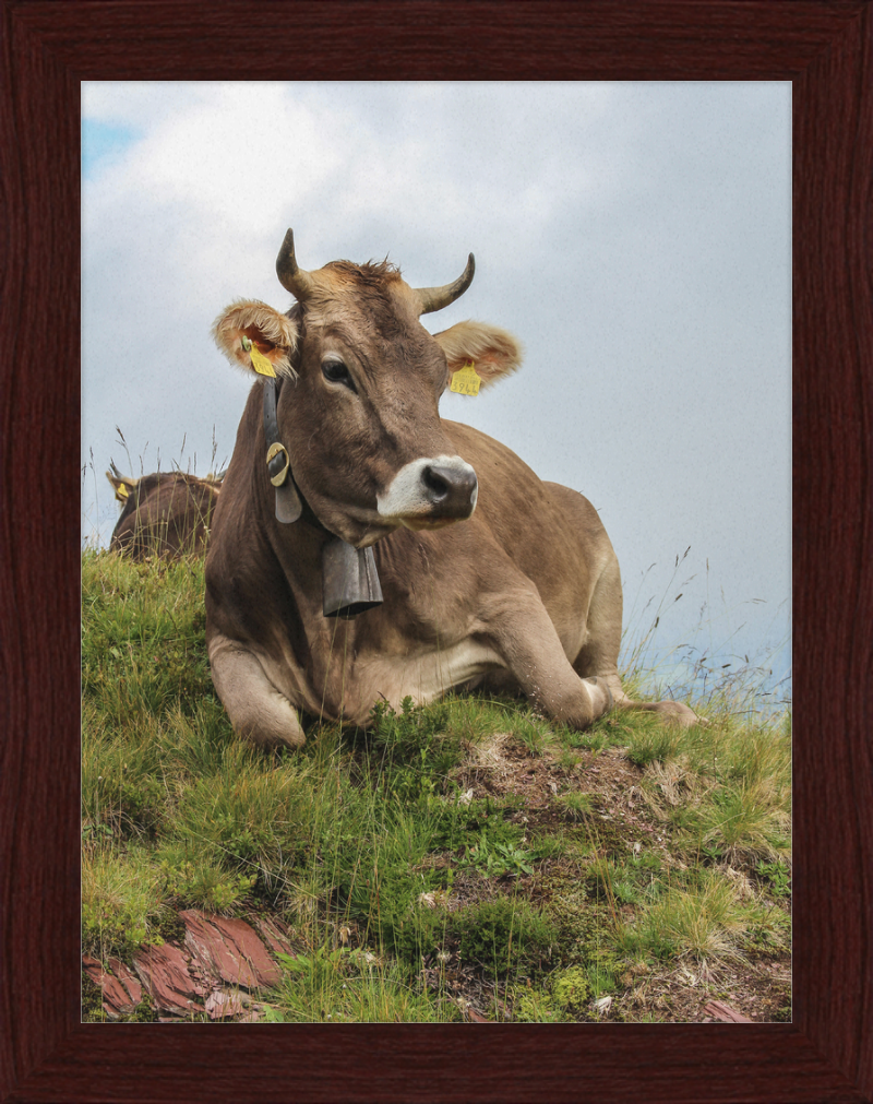 A Resting Cow in Flumserberg, Switzerland - Great Pictures Framed