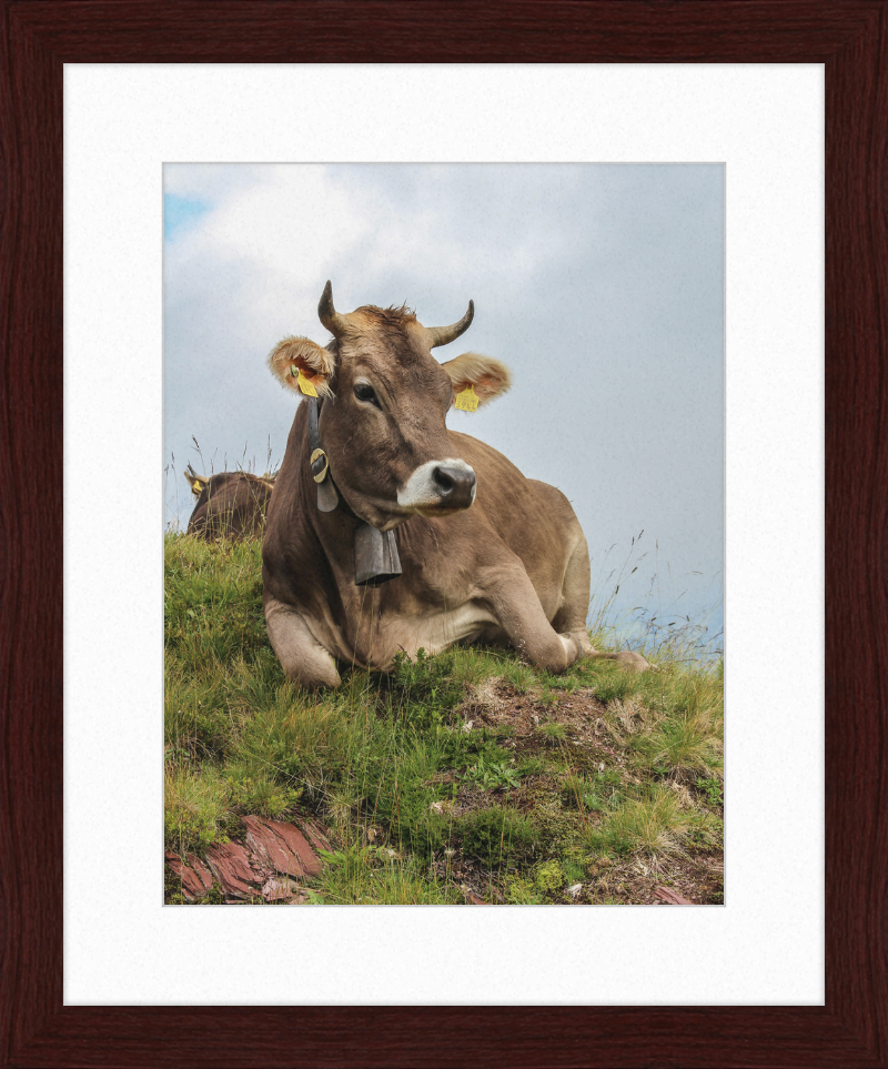 A Resting Cow in Flumserberg, Switzerland - Great Pictures Framed