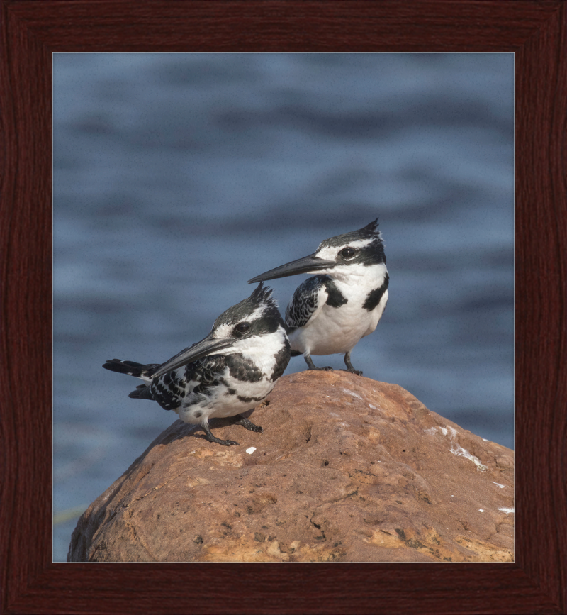 Pied Kingfishers in Botswana - Great Pictures Framed
