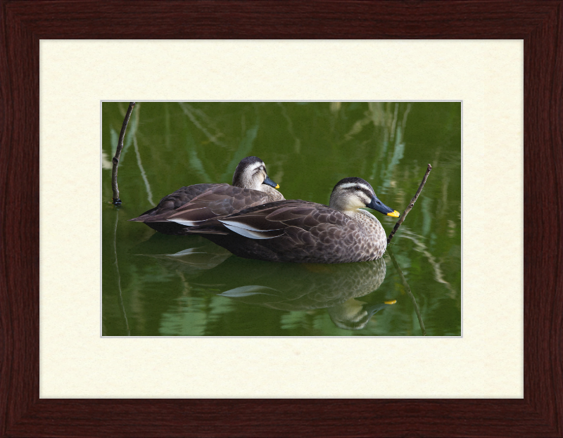 Spot-billed Duck, Tennoji Park, Osaka, Japan - Great Pictures Framed