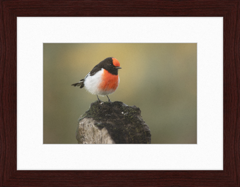 Red-capped Robin - Bimbi - Great Pictures Framed