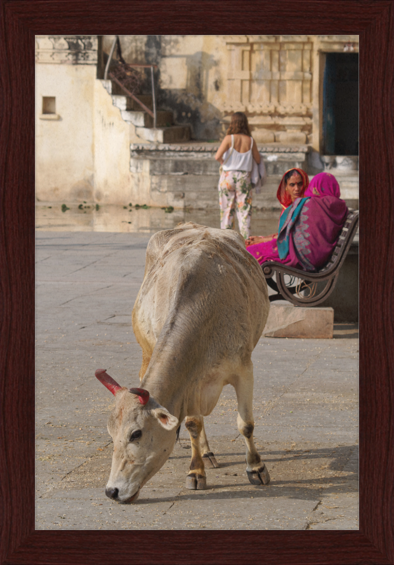 A cow on a Street of Udaipur, India - Great Pictures Framed