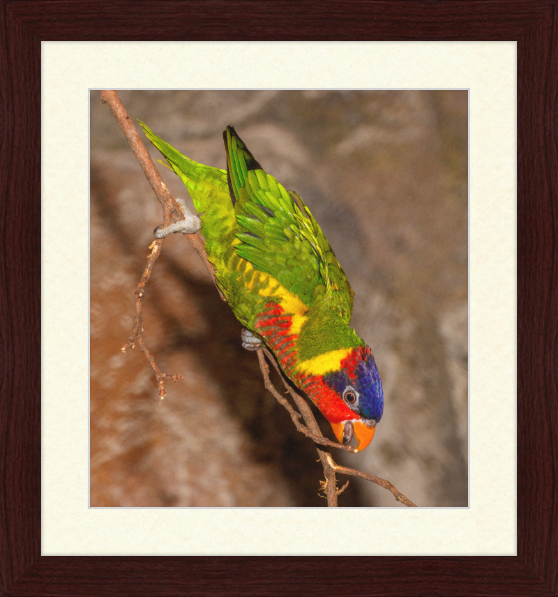 Trichoglossus Ornatus - Great Pictures Framed