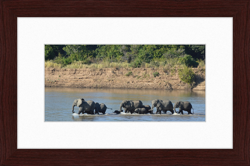Loxodonta africana South Luangwa National Park (1) - Great Pictures Framed