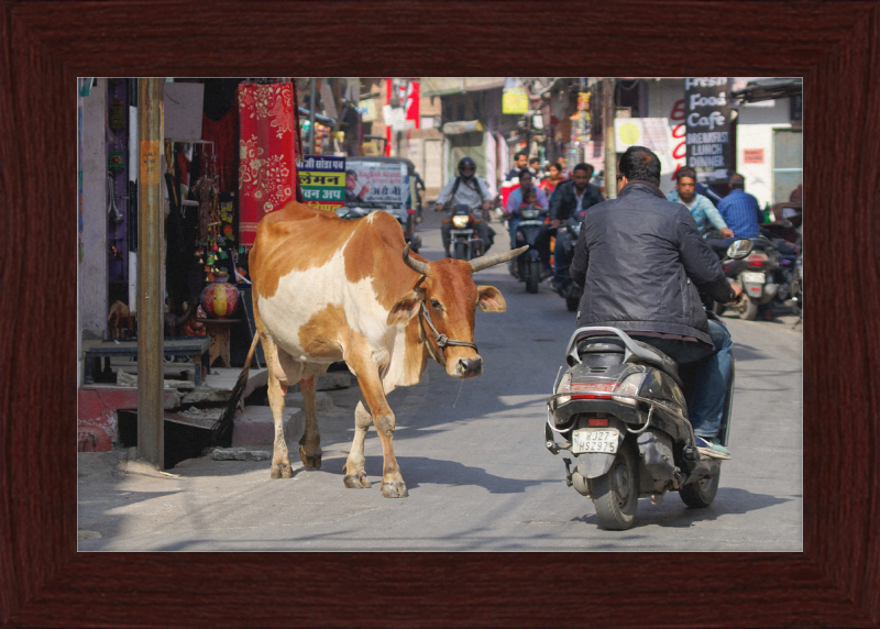 A Cow on the Streets of Udaipur - Great Pictures Framed